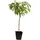 Plant in a Box - Prunus persica 'Saturne' Höhe 60-70cm