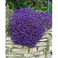 PlantaPro Aubrieta x cultorum 'Cascade Blue' 9x9 cm Topf – Winterhart, Mehrjährig, Pflegeleicht – Blaukissen – Bodendecker für Steingarten & Beetkante