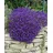 PlantaPro Aubrieta x cultorum 'Cascade Blue' 9x9 cm Topf – Winterhart, Mehrjährig, Pflegeleicht – Blaukissen – Bodendecker für Steingarten & Beetkante