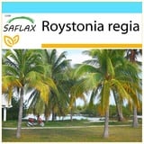 Saflax - - Roystonia regia