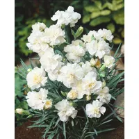 Pflanzen Für Dich Dianthus plumarius 'Albus Plenus' p 0,5