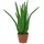 Europalms Aloe-Vera-Pflanze, Kunstpflanze, 63cm