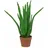 Europalms Aloe-Vera-Pflanze, Kunstpflanze, 63cm