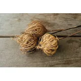 NaDeco Ammi majus in Natur, 3 Zweige, Größe ca. 50cm Große Knorpelmöhre Trockenblumen getrocknete Blumen Trockenstrauß