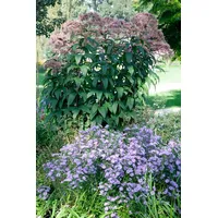 Pflanzen Für Dich Eupatorium fistulosum 'Riesenschirm' ca. 9x9 cm