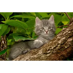 Fototapete PAPERMOON "Katze im Baum", bunt, B:5,00m L:2,80m, Vlies, Tapeten