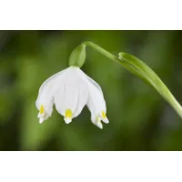 Pflanzen Für Dich Leucojum vernum ca. 9x9 cm Topf