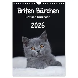 Calvendo Briten Bärchen – Britisch Kurzhaar 2026 (Wandkalender 2026 DIN A4 hoch), CALVENDO Monatskalender: