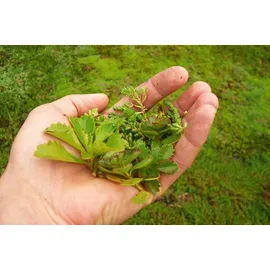 SKANHOLZ Dachbegrünungspaket für Carport Friesland/Spreewald 5,50 x 8,60 m natur