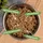 Lyra Pet Leo's Feine Paté Reich an Huhn 51 x 100 g