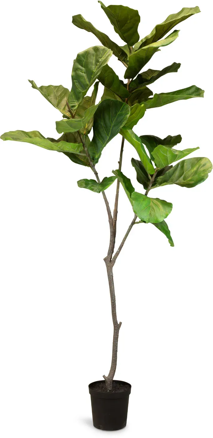 Künstlicher Geigenfeigenbaum - Ficus Lyrata 193 cm