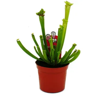 EXOTENHERZ Schlauchpflanze Sarracenia leucophylla Fleischfressende Pflanze 9cm Topf