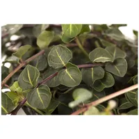 Pflanzen Für Dich Mitchella repens, Teppichpflanze, immergrün, ca. 9x9