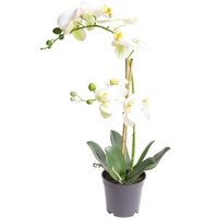 Nova-Nature künstliche Orchidee Bora (Orchideen Pflanze/Phalaenopsis) im schwarzen Kunststofftopf mit Rispen, Blättern und Luftwurzeln real Touch (Creme-weiß, ca. 50 cm / 2 Rispen)