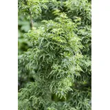 Pflanzen Für Dich Gehölze Acer palmatum Shishigashira, 1 St., Fächerahorn, Japanischer Ahorn