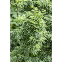 Pflanzen Für Dich Gehölze Acer palmatum Shishigashira, 1 St., Fächerahorn, Japanischer Ahorn