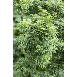 Pflanzen Für Dich Gehölze Acer palmatum Shishigashira, 1 St., Fächerahorn, Japanischer Ahorn