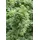 Pflanzen Für Dich Gehölze Acer palmatum Shishigashira, 1 St., Fächerahorn, Japanischer Ahorn