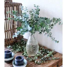 BALDUR Garten 1x Winterharter Eukalyptus Azura® im XXL-Topf, Pflanze im 15 cm-Topf, Eucalyptus gunnii, Azura, winterhart bis -20 °C, mehrjährig,
