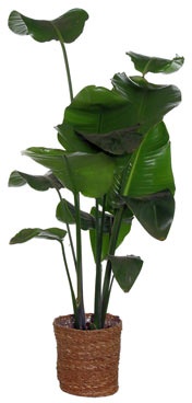 Zimmerpflanze »Strelitzia Nicolai« mit Topf - Grün - Grün