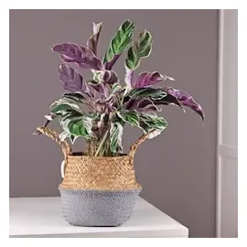 Plant in a Box - Calathea Fusion' - Höhe 30-40cm