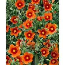 Pflanzen Für Dich Helianthemum X Cult. Bronzeteppich Sonnenröschen Bronzefarben Ca. 9x9 cm To