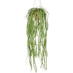 Kunstpflanze CREATIV GREEN "Hängende Rhipsalis crispata", grün, H:80cm, Kunststoff, Kunstpflanzen, mit zahlreichen Ranken