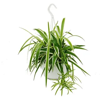 EXOTENHERZ Chlorophytum, Grünlilie, Ampelpflanze 15cm Topf