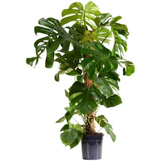 Bloomique - Monstera Deliciosa - Fensterblatt - Fensterblatt - XXL Zimmerpflanzen - Luftreinigend - Pflegeleicht - Höhe 120-140 cm - Topf 24 cm