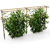 Gusta Garden Berry Buddy Rankhilfe 240 x 0 x 0 cm Braun