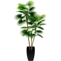 I.ge.a I.GE.A. Fächerpalme Im Topf ca. H105 cm