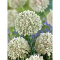Pflanzen Für Dich Allium nigrum, Zierlauch, weiß, ca. 11x11