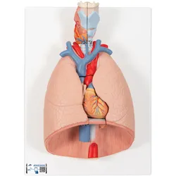Lungenmodell mit Kehlkopf, 7-teilig - 3B Smart Anatomy
