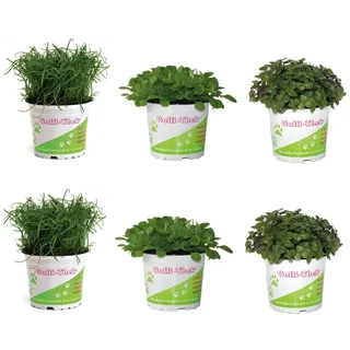 Futterpflanzen Set für Reptilien & Schildkröten 6er Mix mit Golliwoog Ackersalat Plantolli Frische Futterpflanzen für Echsen Landschildkröten Natürliches Terrarienfutter