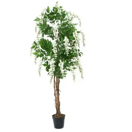 Europalms Goldregenbaum, weiß, 150cm