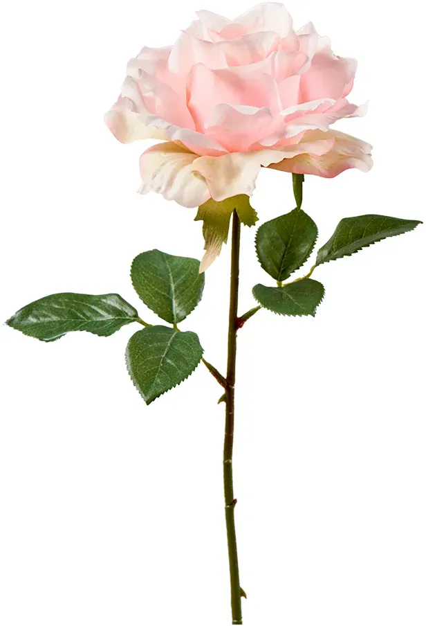 Rose 38cm mit Blatt hellpink