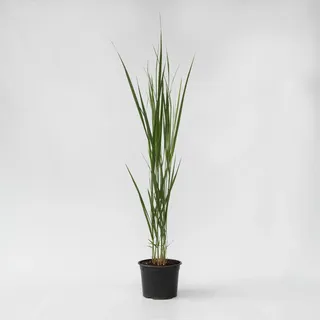 Plant in a Box - Panicum virgatum 'Northwind' Höhe 40-60cm