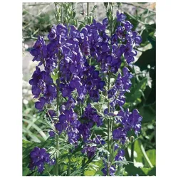 Aconitum henryi 'Spark', Eisenhut, blau, ca. 11x11 cm Topf