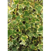 Pflanzen Für Dich Hedera helix Goldchild Efeu, gelb-grün, ca. 9x9 cm Topf