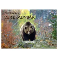 Calvendo Begegnungen DER BRAUNBÄR (Wandkalender 2026 DIN A3 quer),