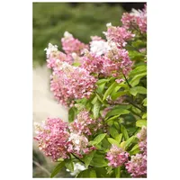 Pflanzen Für Dich Hydrangea paniculata 'Pinky Winky', Rispenhortensie, zweifarbig,