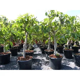 grünwaren Feigenbaum - hell UND dunkel - in 1 Topf, Obstbaum, winterhart, Ficus Carica, Feige