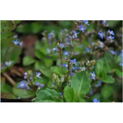 Veronica beccabunga, Bachbunge, ca. 9x9 cm Topf, grün-blaues Laub