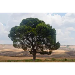 Fototapete PAPERMOON "Baum in Landschaft", bunt, B:4,50m L:2,80m, Vlies, Tapeten