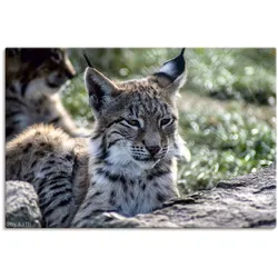 Artland Leinwandbild »Luchs«, Wildtiere, (1 St.), auf Keilrahmen gespannt Artland Farbe Bild(er): braun
