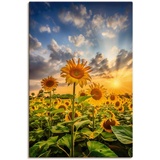 Artland Wandbild »Sonnenblumen im Sonnenuntergang«, Blumenbilder, (1 St.), bunt