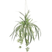 my home Kunstpflanze »Grünlilie«, Mit Hängeampe, künstliche Wasserlilie, grün