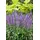 PlantaPro Veronica spicata 'Nana Blauteppich' 9x9 cm Topf – Winterhart, Mehrjährig, Pflegeleicht – Ehrenpreis – Bodendecker für Beet & Steingarten