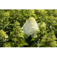 Pflanzen Für Dich Hydrangea paniculata 'Grandiflora', Rispenhortensie, weiß, 60–100