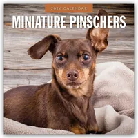 Brown trout-auslieferer flechsig Miniature Pinschers - Zwergpinscher - Rehpinscher